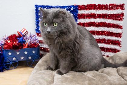 Sterling, a Adoptable mixed breed in Lebec, CA image 1/3