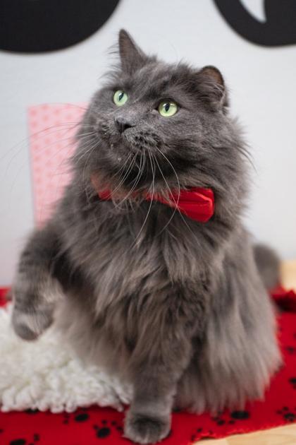 Enlarge Sterling, a Adoptable mixed breed in Lebec, CA image 2/3