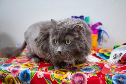 Sterling, a Adoptable mixed breed in Lebec, CA image 2/3