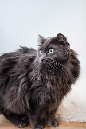 Sterling, Adoptable, Adult Male Domestic Long Hair & Domestic Short Hair.