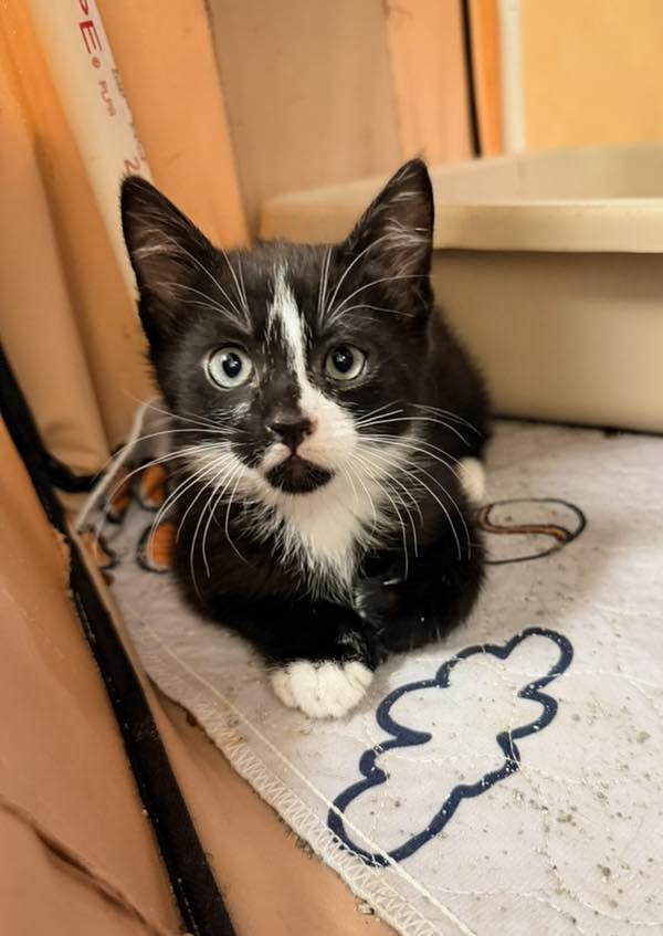 PLUTO, a Adoptable Domestic Short Hair in Philadelphia, PA image 2/5