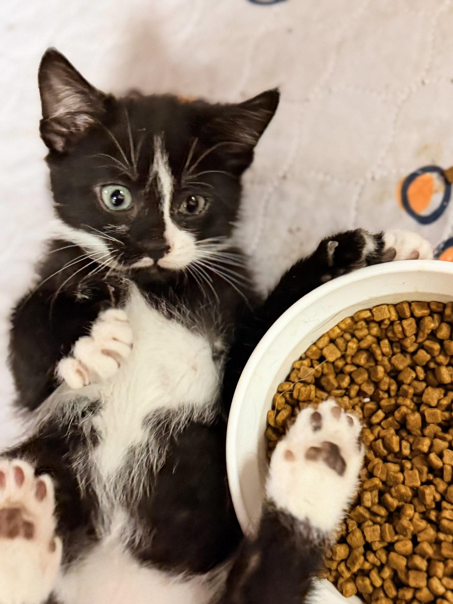 PLUTO, a Adoptable Domestic Short Hair in Philadelphia, PA image 4/5