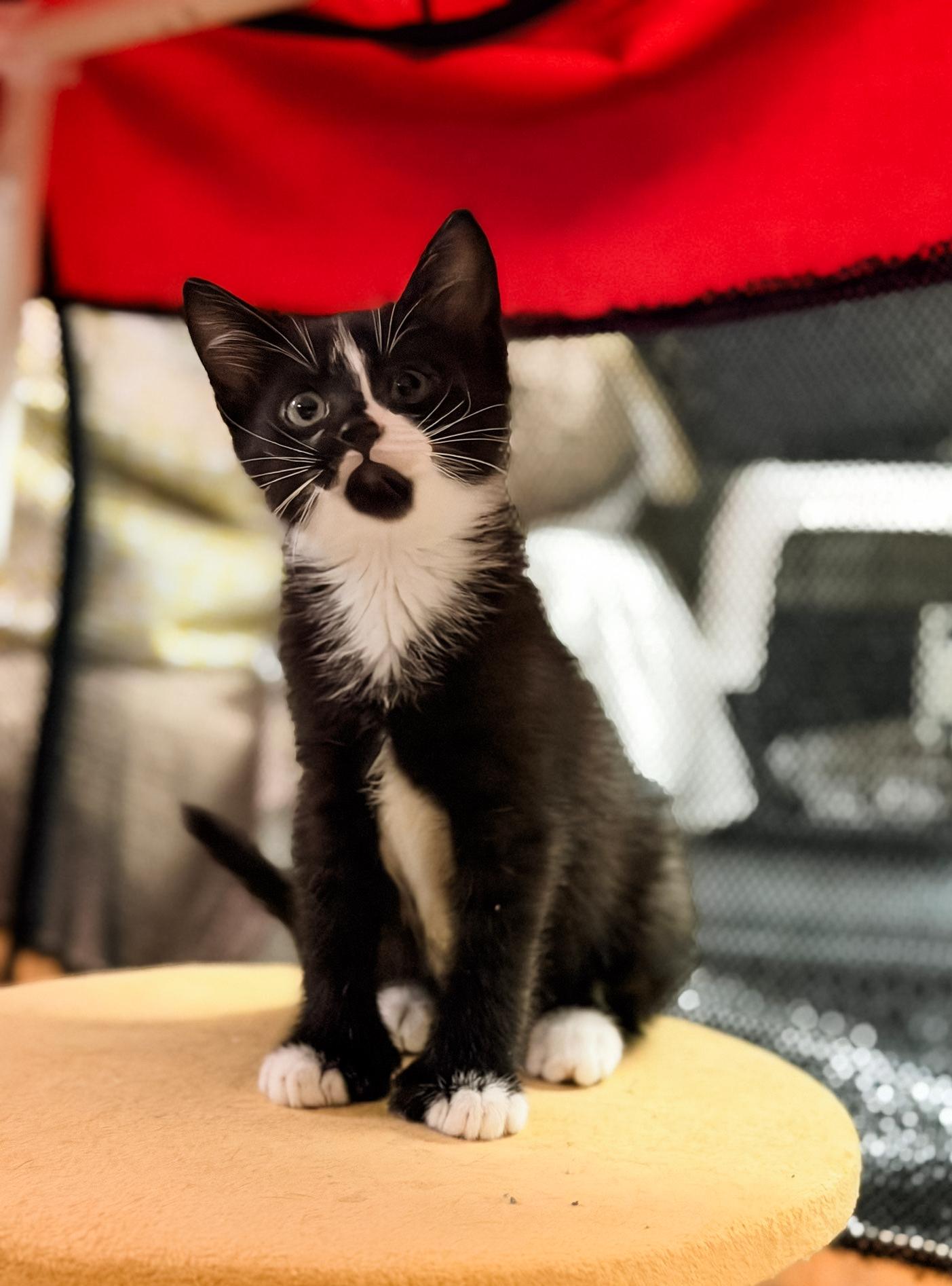 PLUTO, a Adoptable Domestic Short Hair in Philadelphia, PA image 1/5