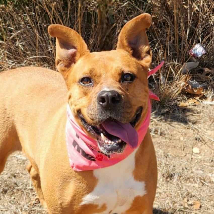 Gracie Belle JuM*, Adoptable, Adult Female Boxer & Pit Bull Terrier.
