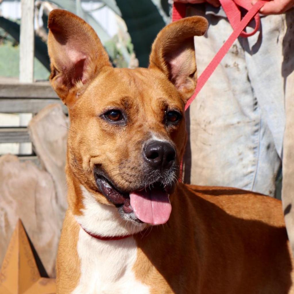 Enlarge Gracie Belle JuM*, a Adoptable mixed breed in Von Ormy, TX image 6/6