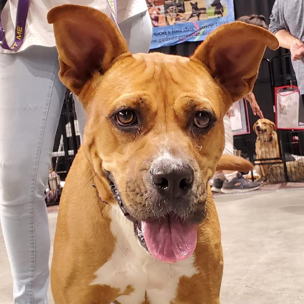 Enlarge Gracie Belle JuM*, a Adoptable mixed breed in Von Ormy, TX image 3/6