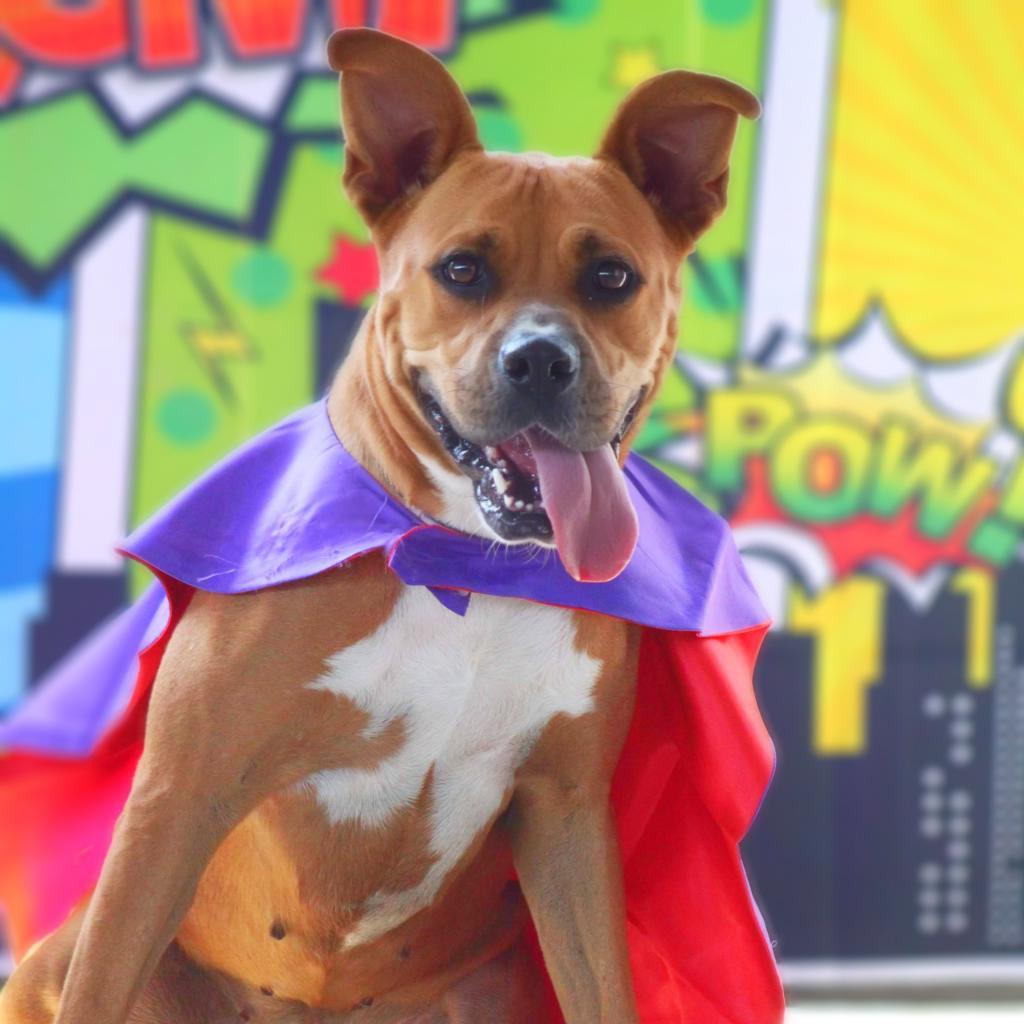 Enlarge Gracie Belle JuM*, a Adoptable mixed breed in Von Ormy, TX image 2/6