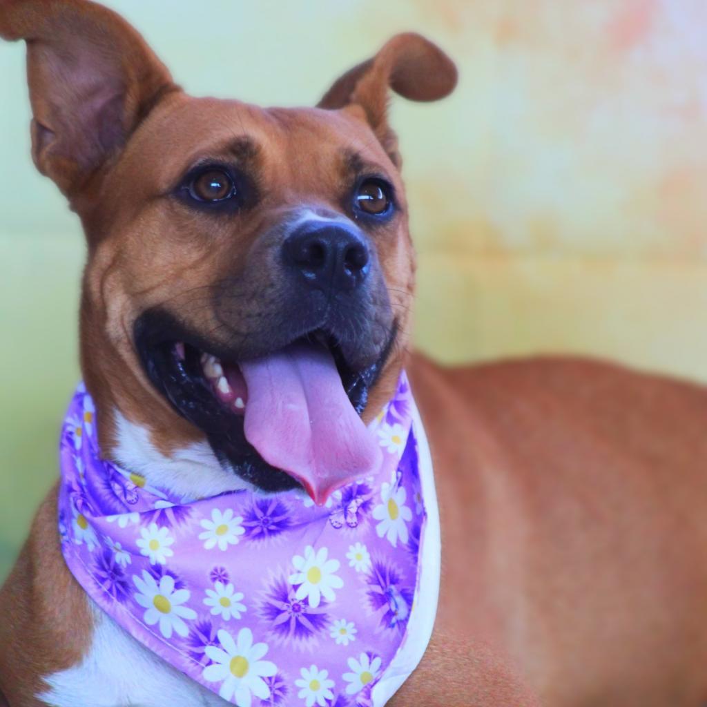 Enlarge Gracie Belle JuM*, a Adoptable mixed breed in Von Ormy, TX image 4/6