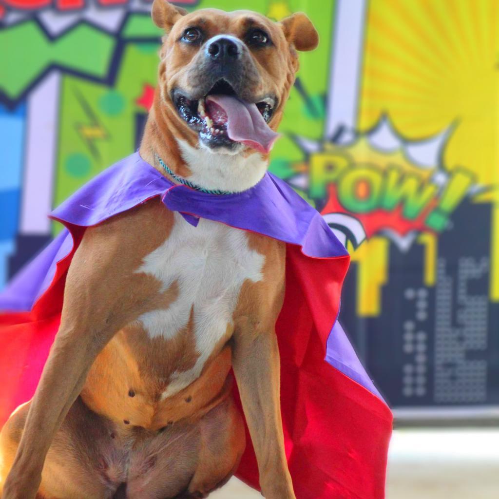 Enlarge Gracie Belle JuM*, a Adoptable mixed breed in Von Ormy, TX image 5/6