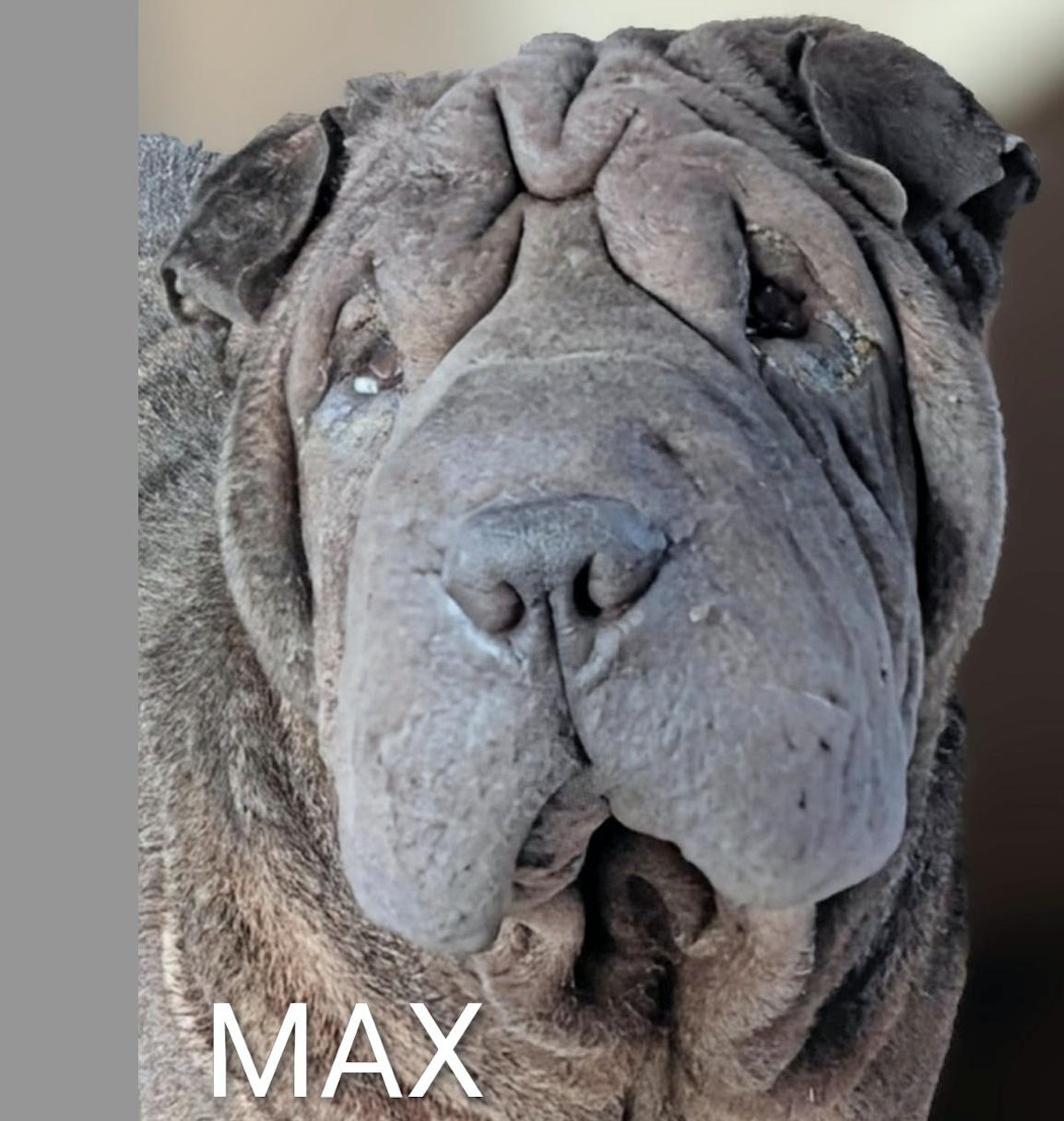 Enlarge Max, a ADOPTABLE Shar-Pei in Cameron, NC image 1/1