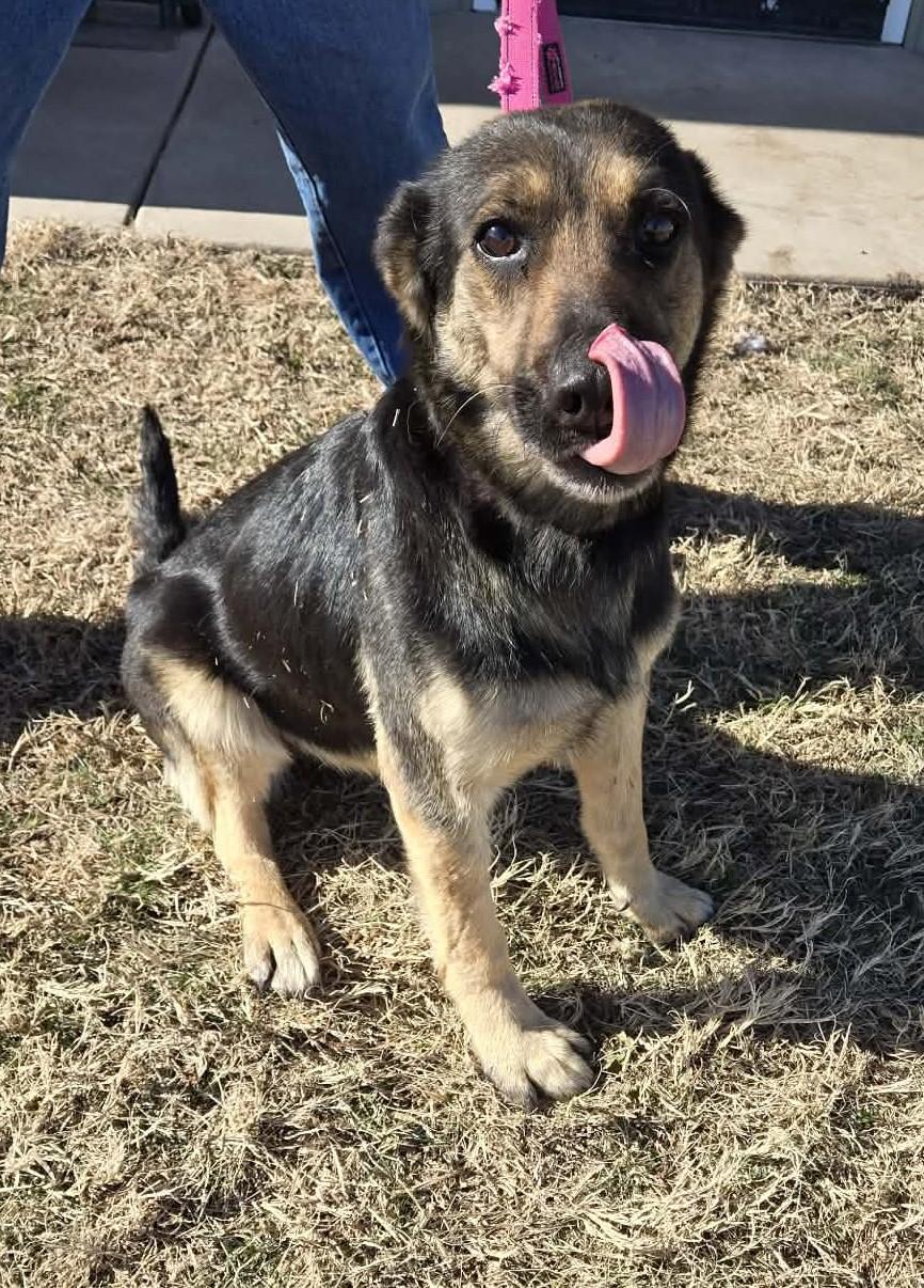Enlarge Calypso, an adopted mixed breed in Larned, KS image 1/2