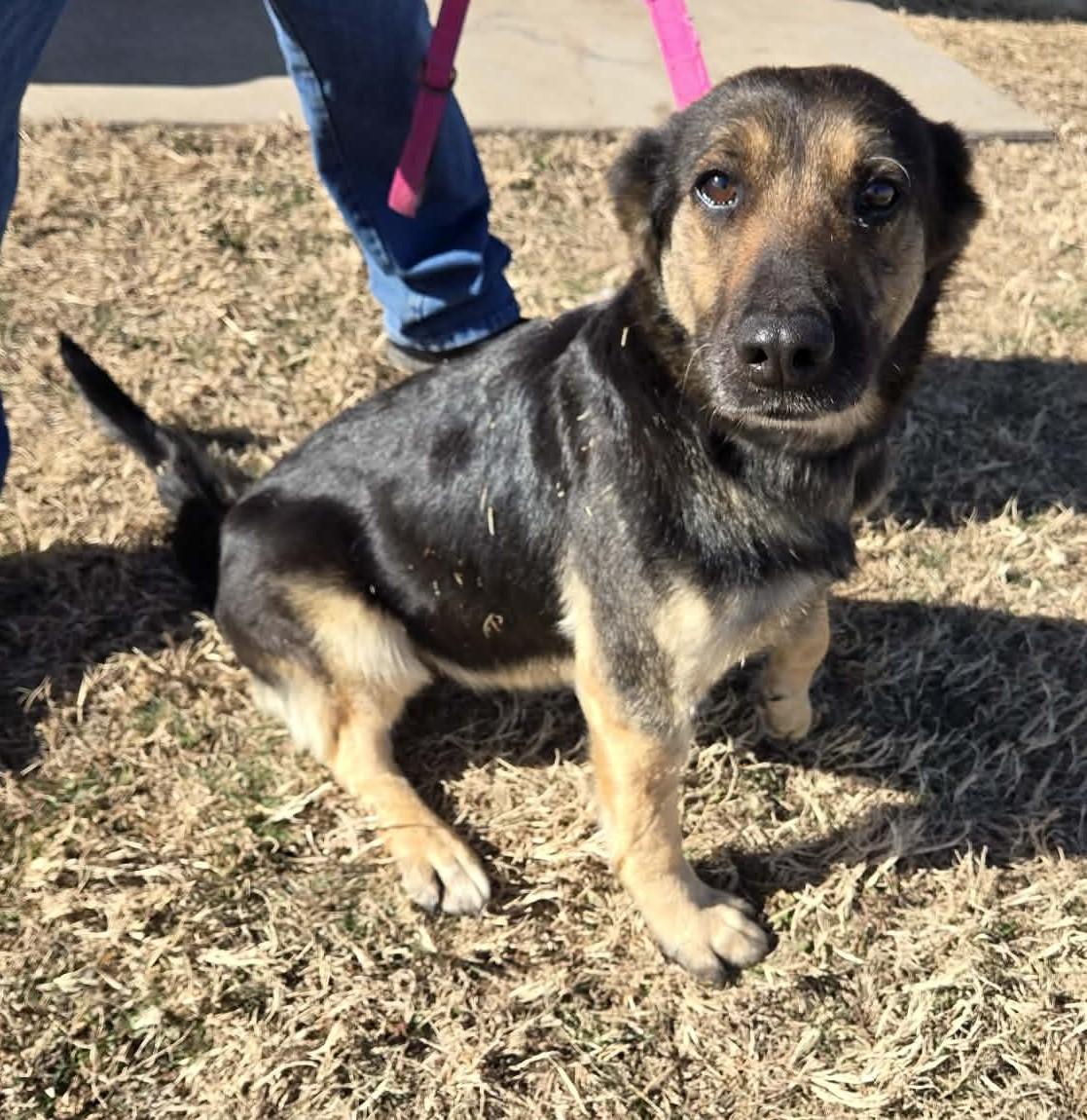 Enlarge Calypso, an adopted mixed breed in Larned, KS image 2/2