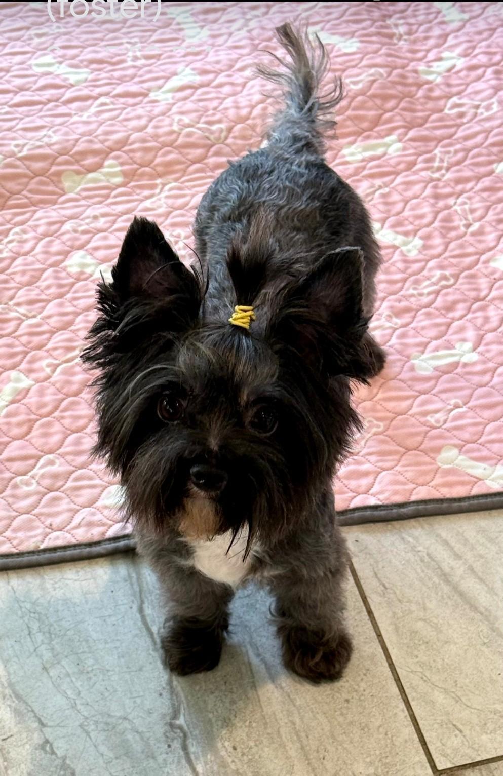 Hope, adoptable, Adult Female Yorkshire Terrier.