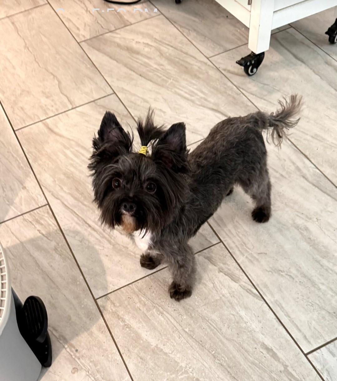 Enlarge Hope, an adoptable Yorkshire Terrier in Mary Esther, FL image 2/2