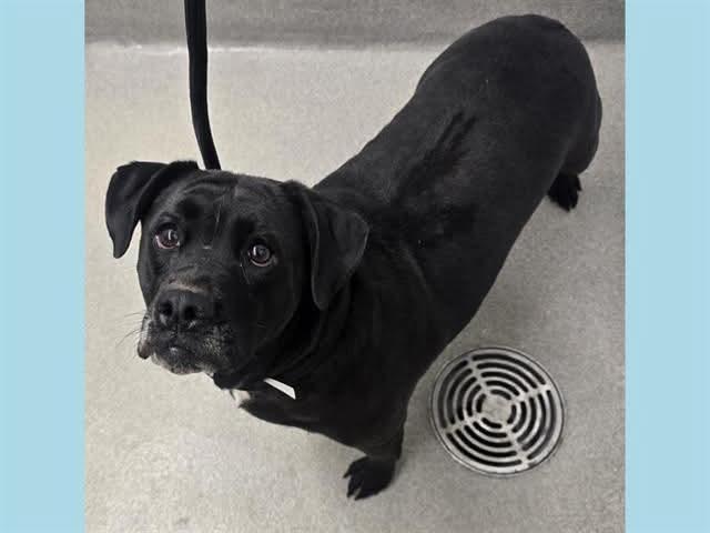 Enlarge ETHEL, a Adopted Black Labrador Retriever in Chandler, AZ image 1/1