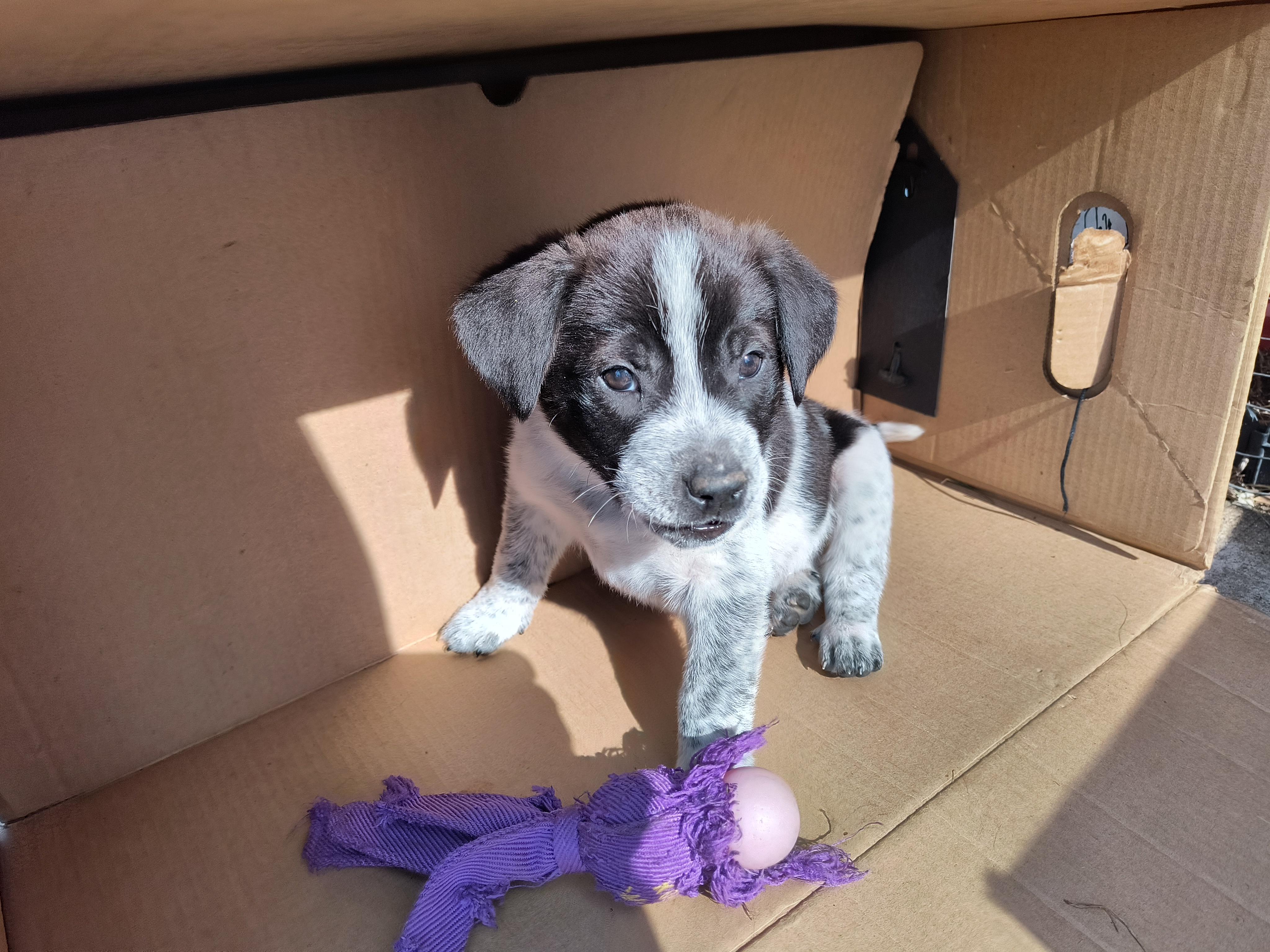 Noah, a ADOPTABLE mixed breed in Aurora, IL image 4/5