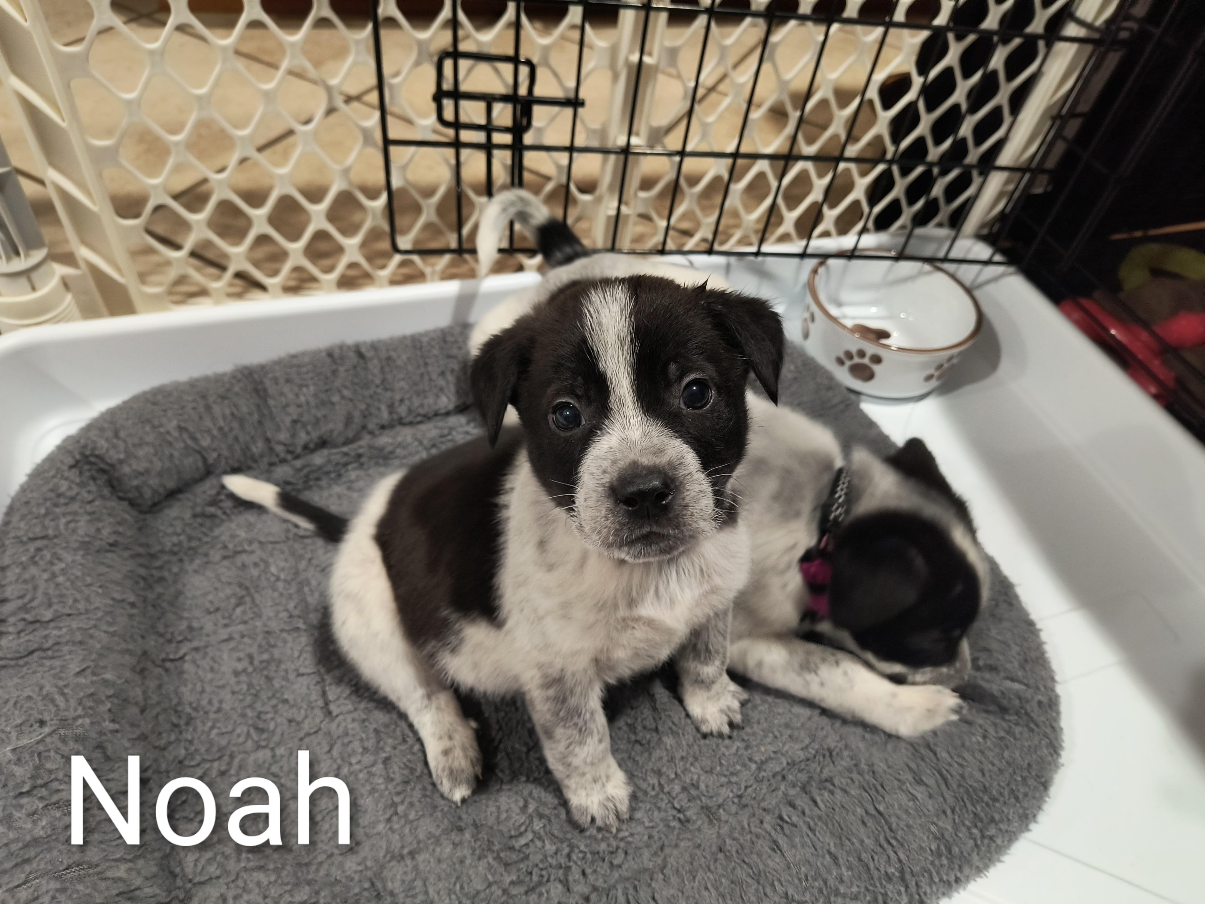 Noah, a ADOPTABLE mixed breed in Aurora, IL image 3/5