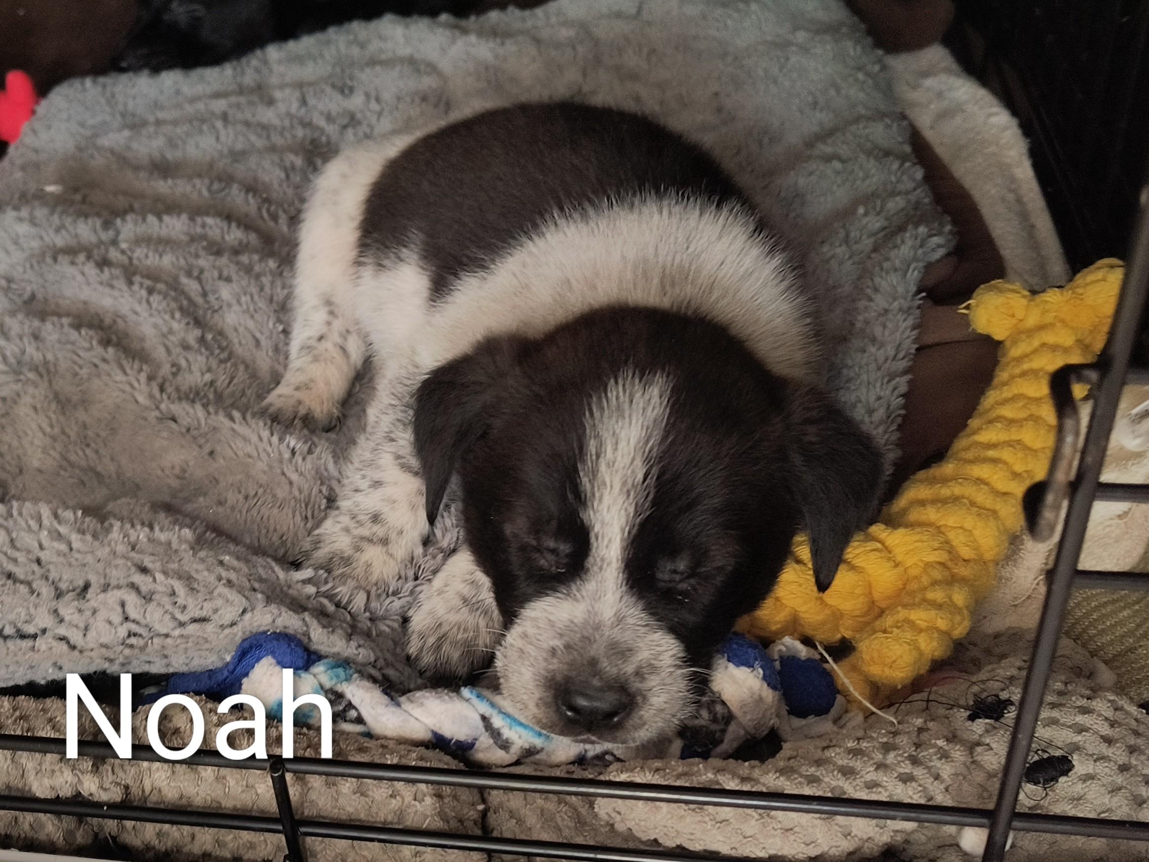 Noah, a ADOPTABLE mixed breed in Aurora, IL image 5/5