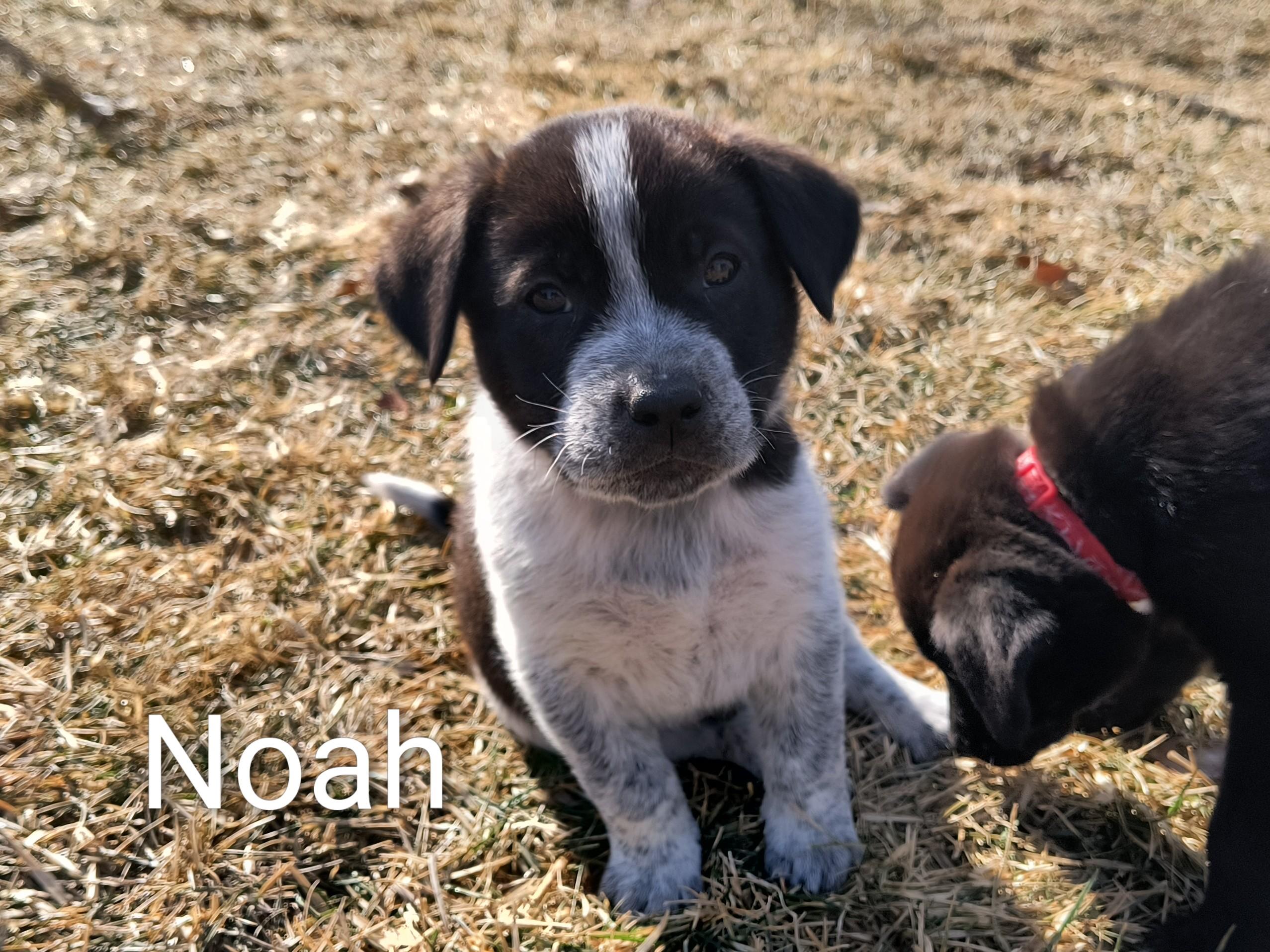 Noah, a ADOPTABLE mixed breed in Aurora, IL image 1/5