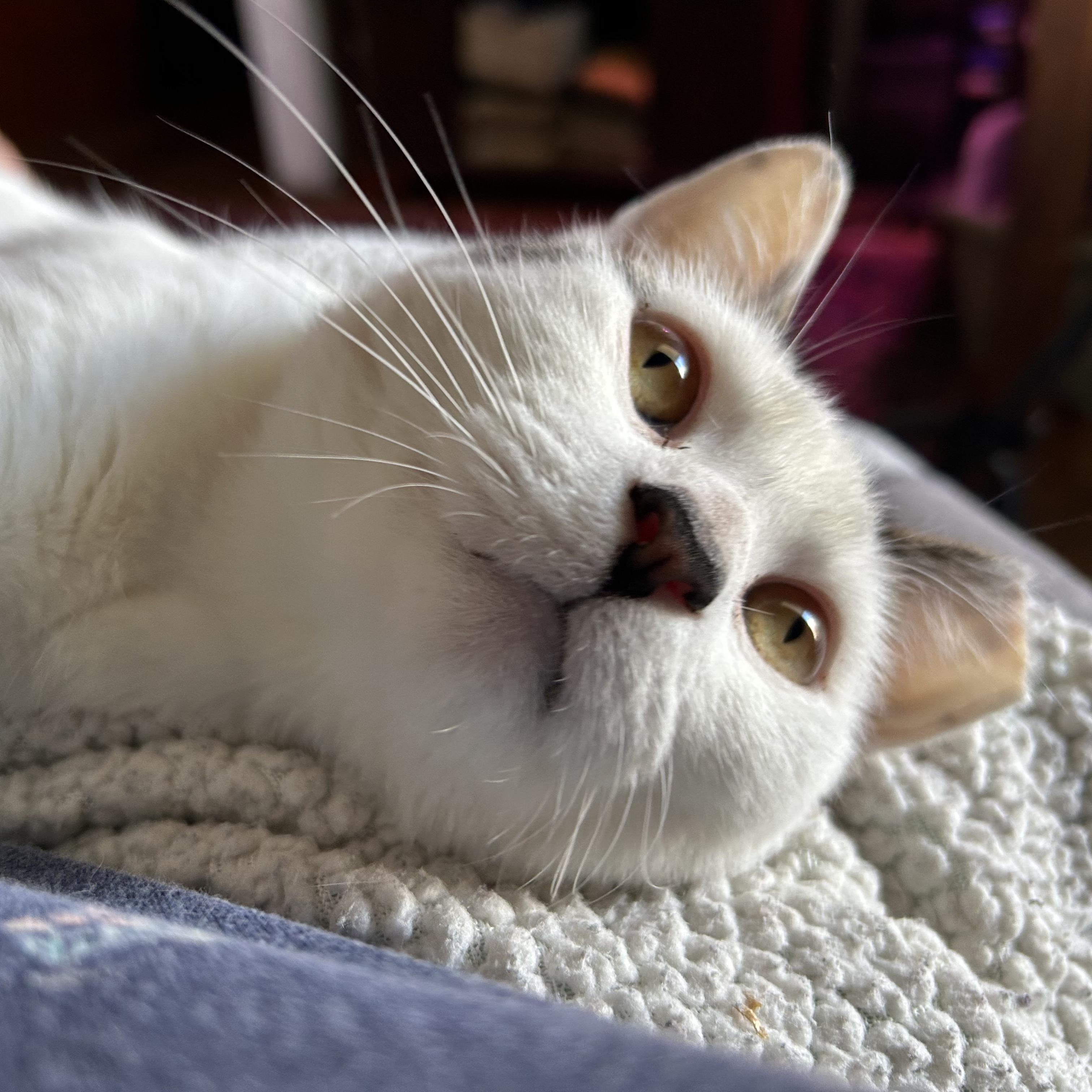 Suki, ADOPTABLE, Young Female Domestic Short Hair.