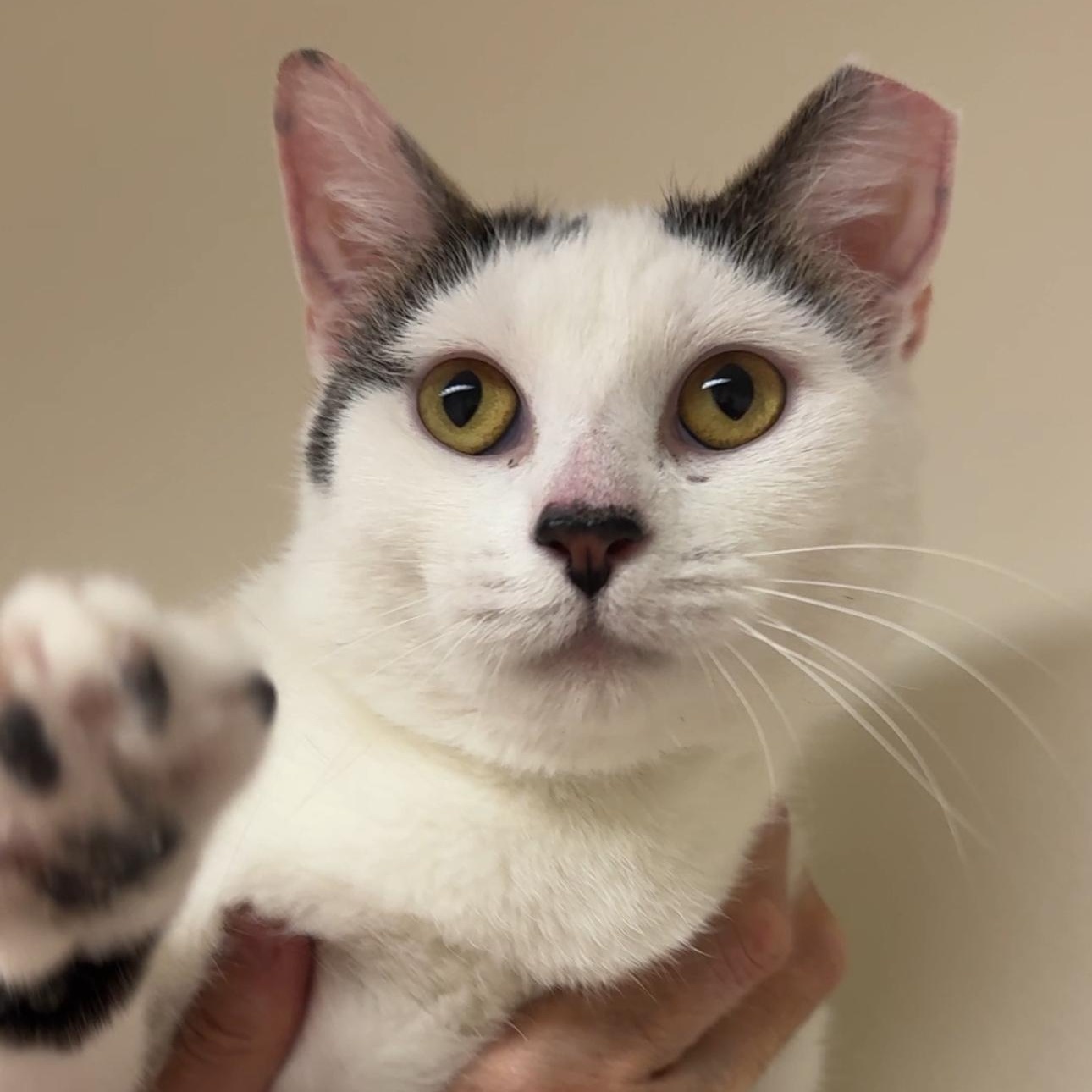 Suki, a ADOPTABLE mixed breed in New york, NY image 4/4