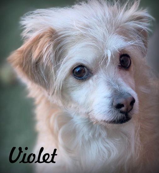 Enlarge Violet, a Adopted mixed breed in Anaheim Hills, CA image 1/3