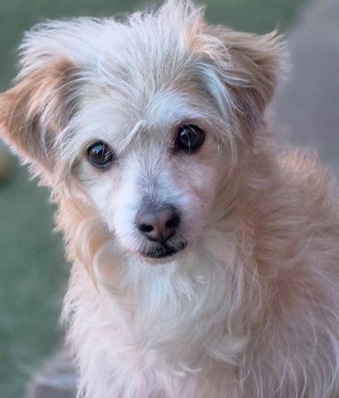 Enlarge Violet, a Adopted mixed breed in Anaheim Hills, CA image 2/3