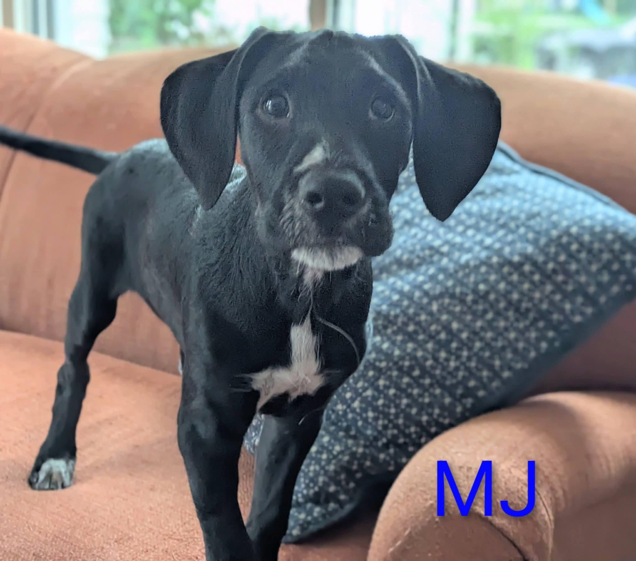 MJ, ADOPTABLE, Puppy Male Standard Poodle & Boxer.