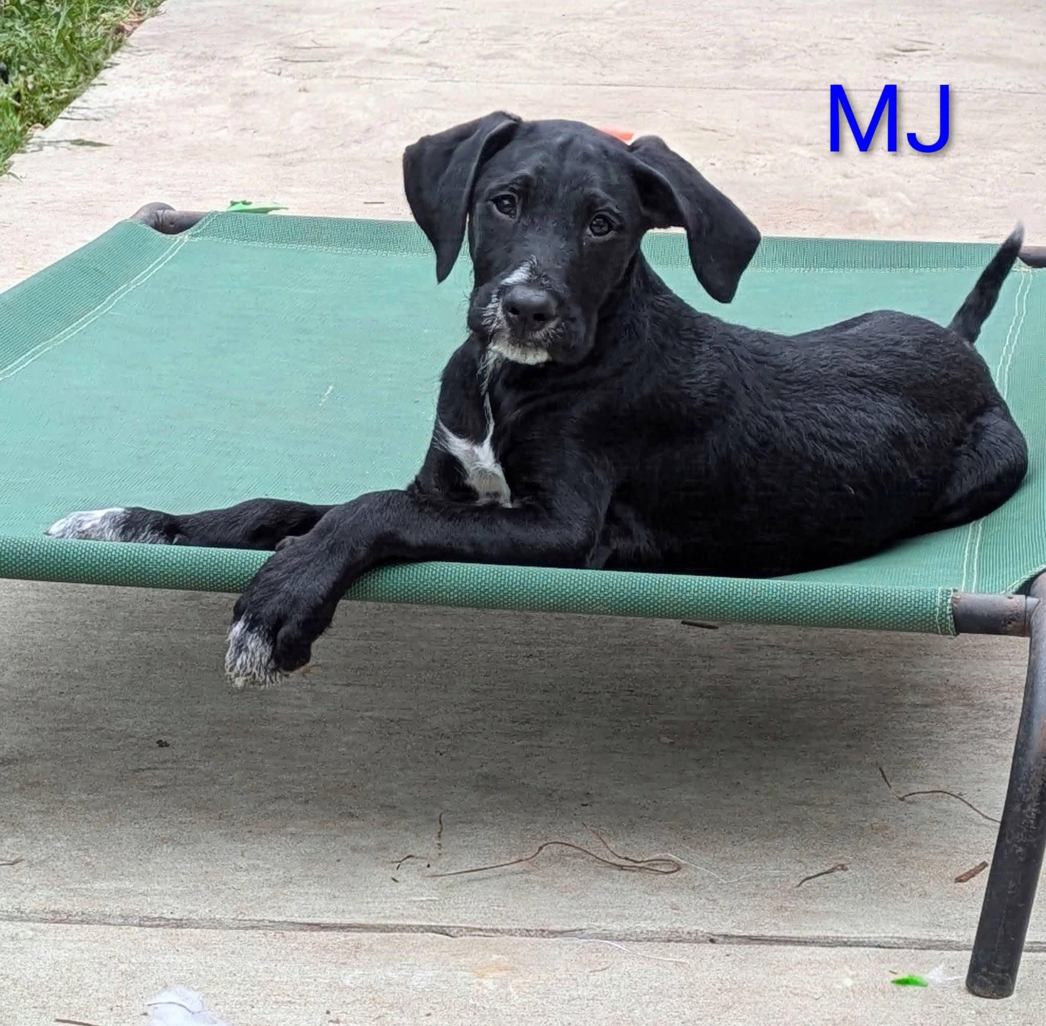 MJ, a ADOPTABLE mixed breed in Grand Rapids, MI image 2/3