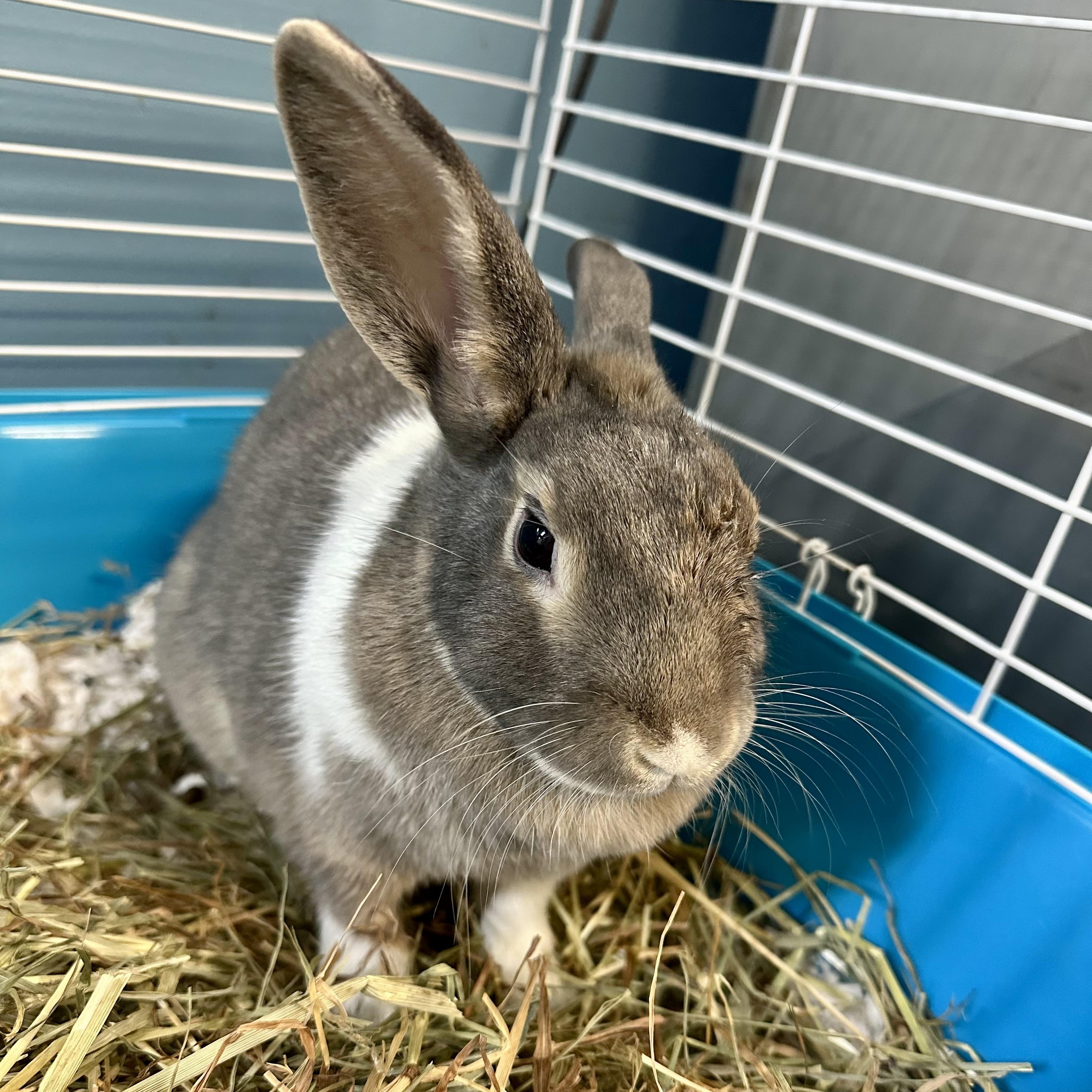 Enlarge Jamie, an adoptable Bunny Rabbit in Exeter, RI image 1/3