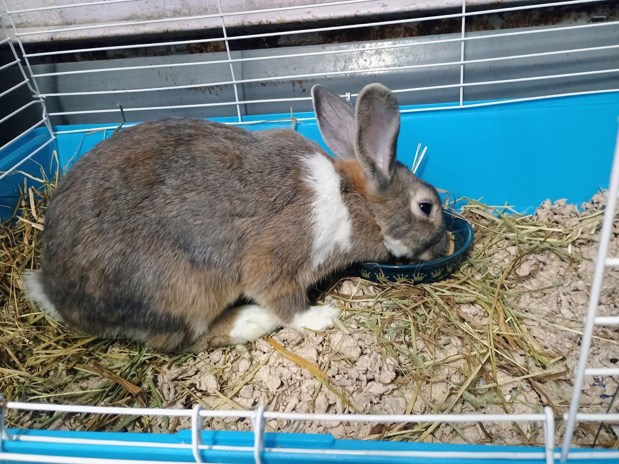 Enlarge Jamie, an adoptable Bunny Rabbit in Exeter, RI image 2/2
