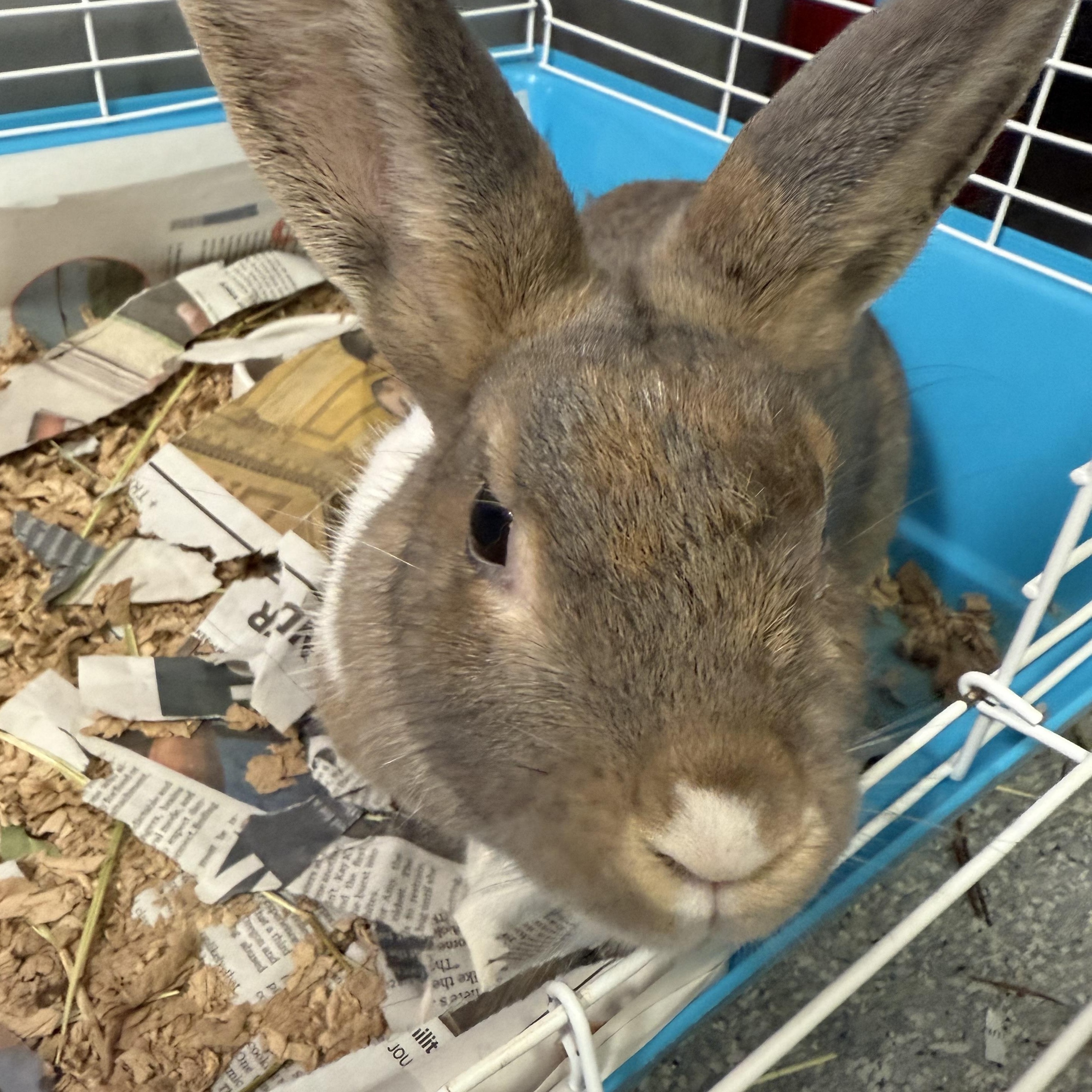 Enlarge Jamie, an adoptable Bunny Rabbit in Exeter, RI image 1/2