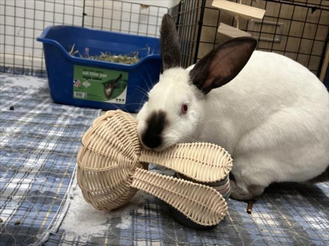 Enlarge IHOP, a Adoptable Bunny Rabbit in Derwood, MD image 1/1