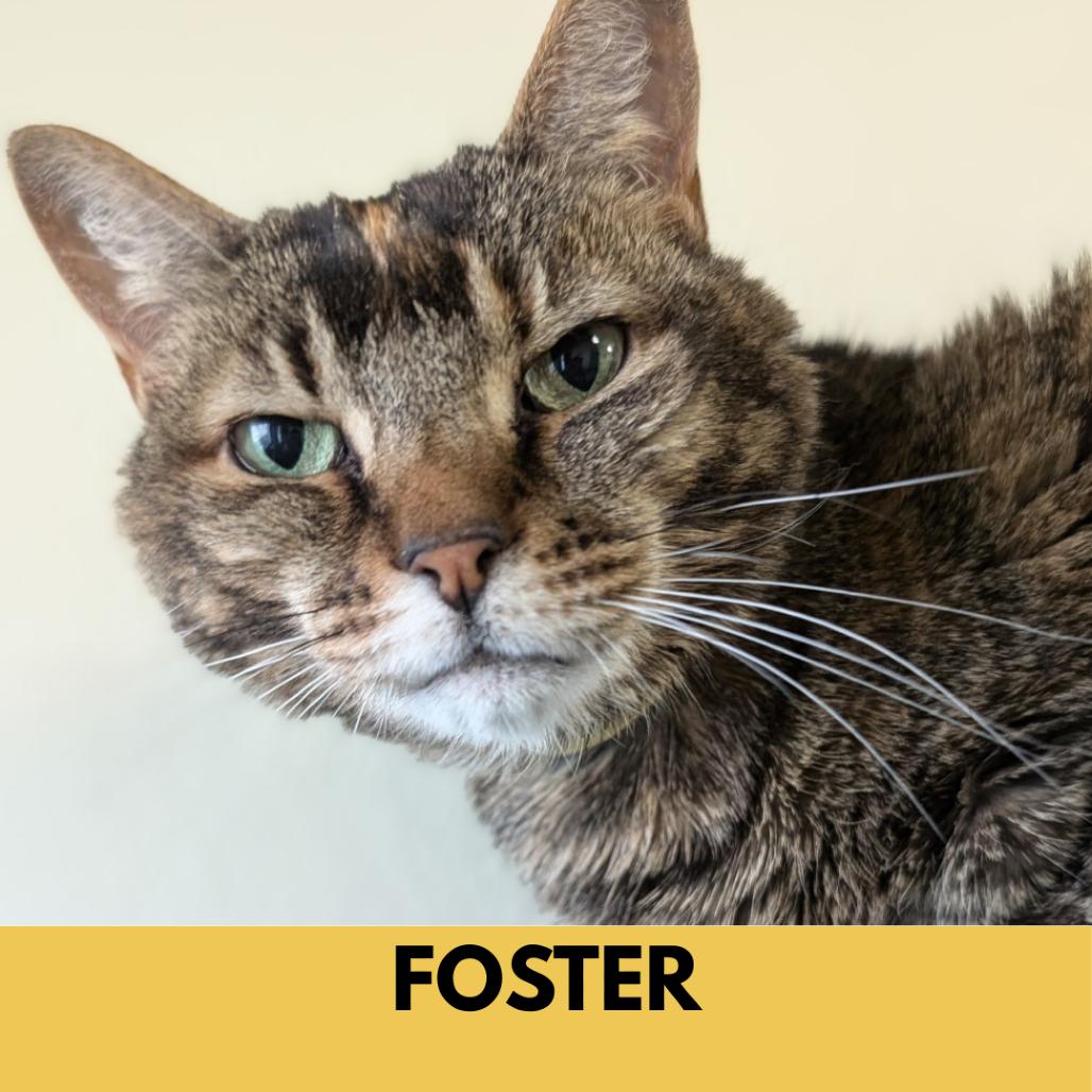 Enlarge Syra, a Adoptable Domestic Short Hair in Lakewood, CO image 1/4