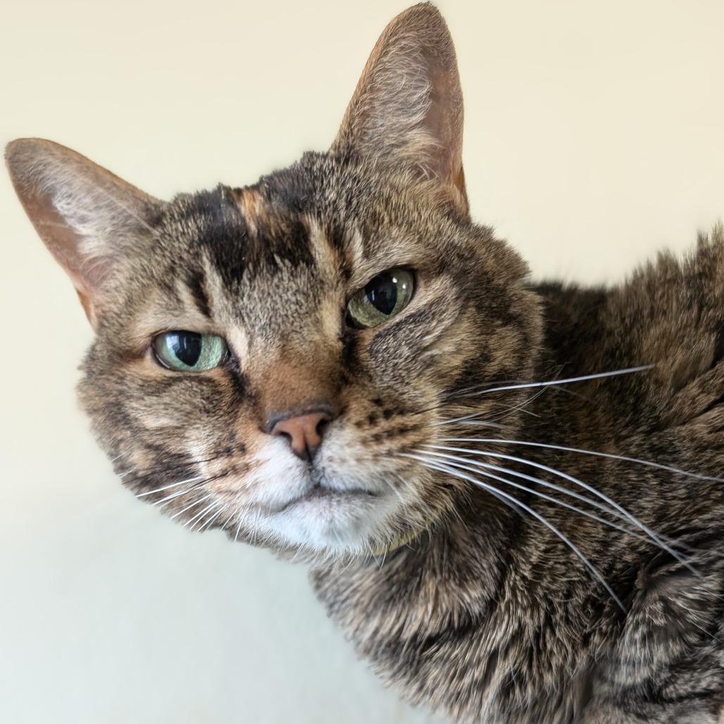Enlarge Syra, a Adoptable Domestic Short Hair in Lakewood, CO image 3/4