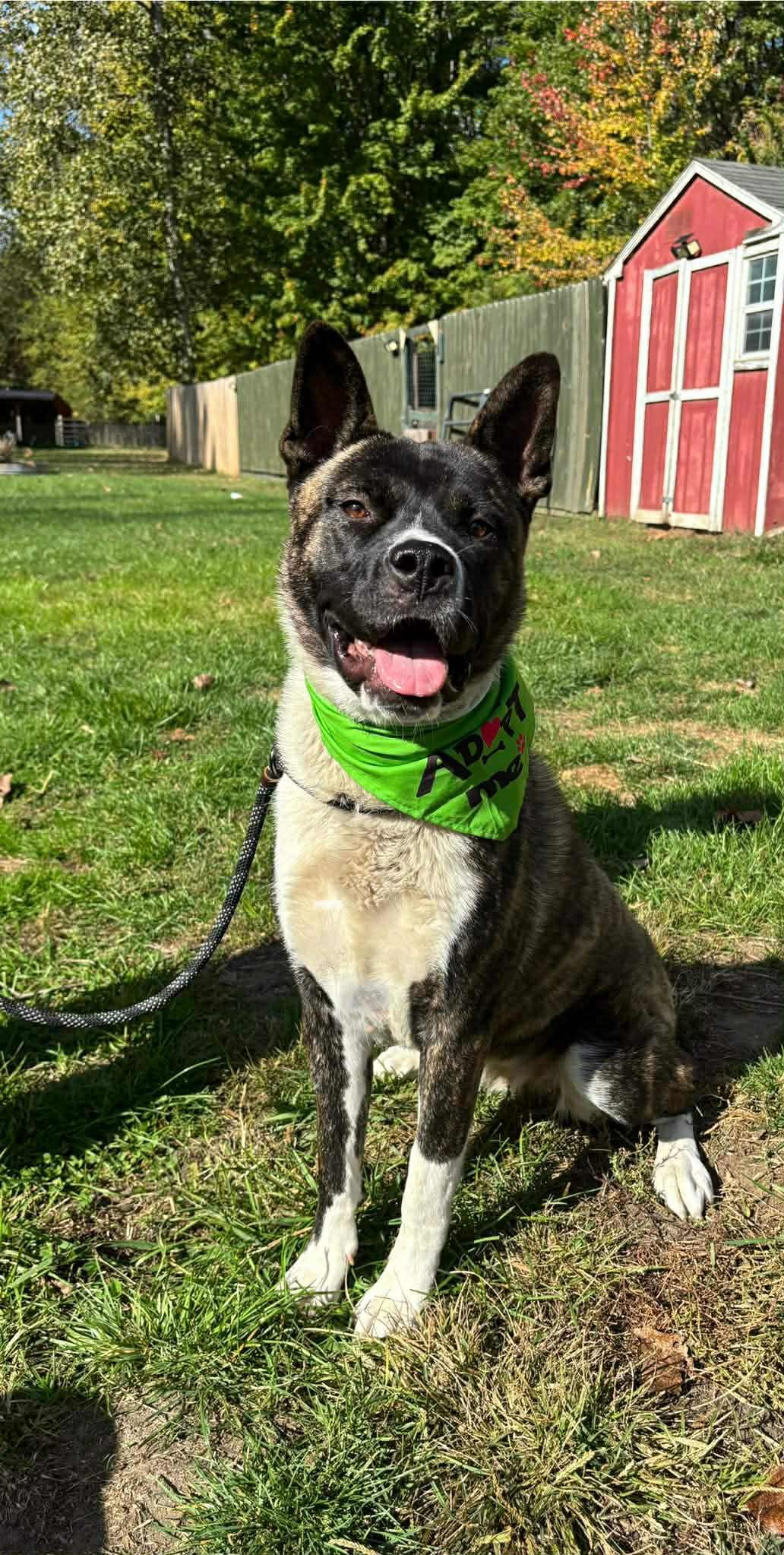 Zara, Adoptable, Young Female Akita & Bull Terrier.