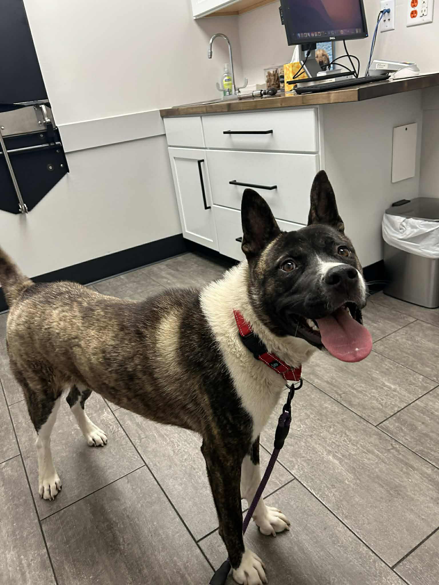 Enlarge Zara, a Adoptable mixed breed in Chicago, IL image 3/4