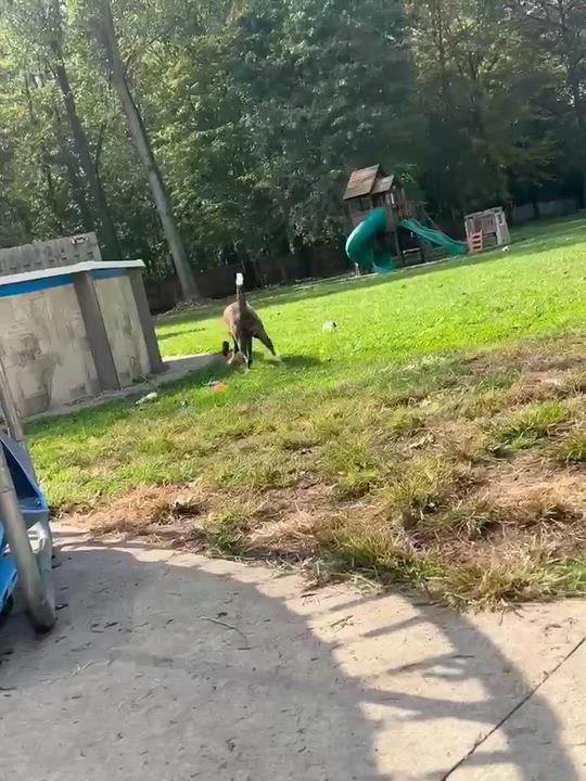 Enlarge Zara, a Adoptable mixed breed in Chicago, IL video 4/4