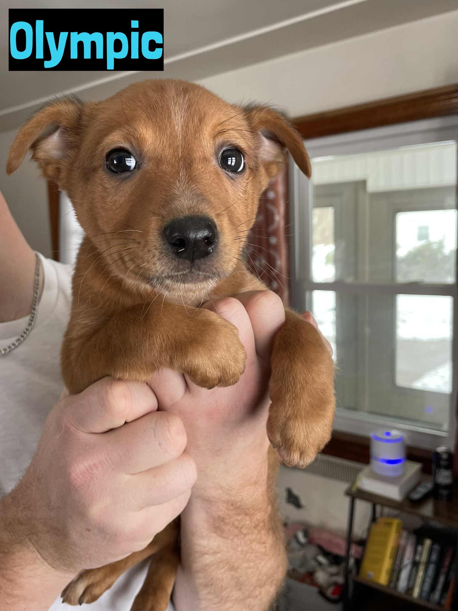 Olympic , ADOPTABLE, Puppy Male Cattle Dog.