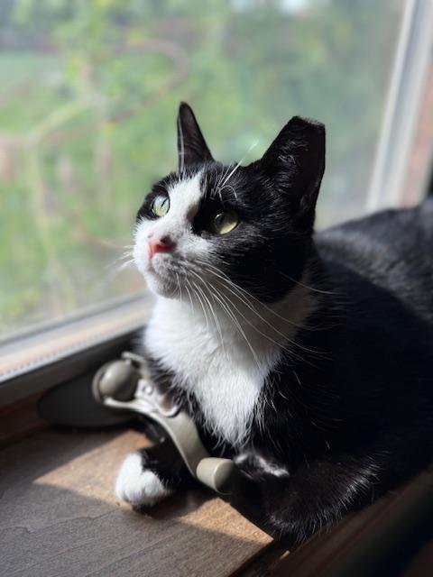 Enlarge Flora, a Adoptable Tuxedo in Cleveland, OH image 3/6