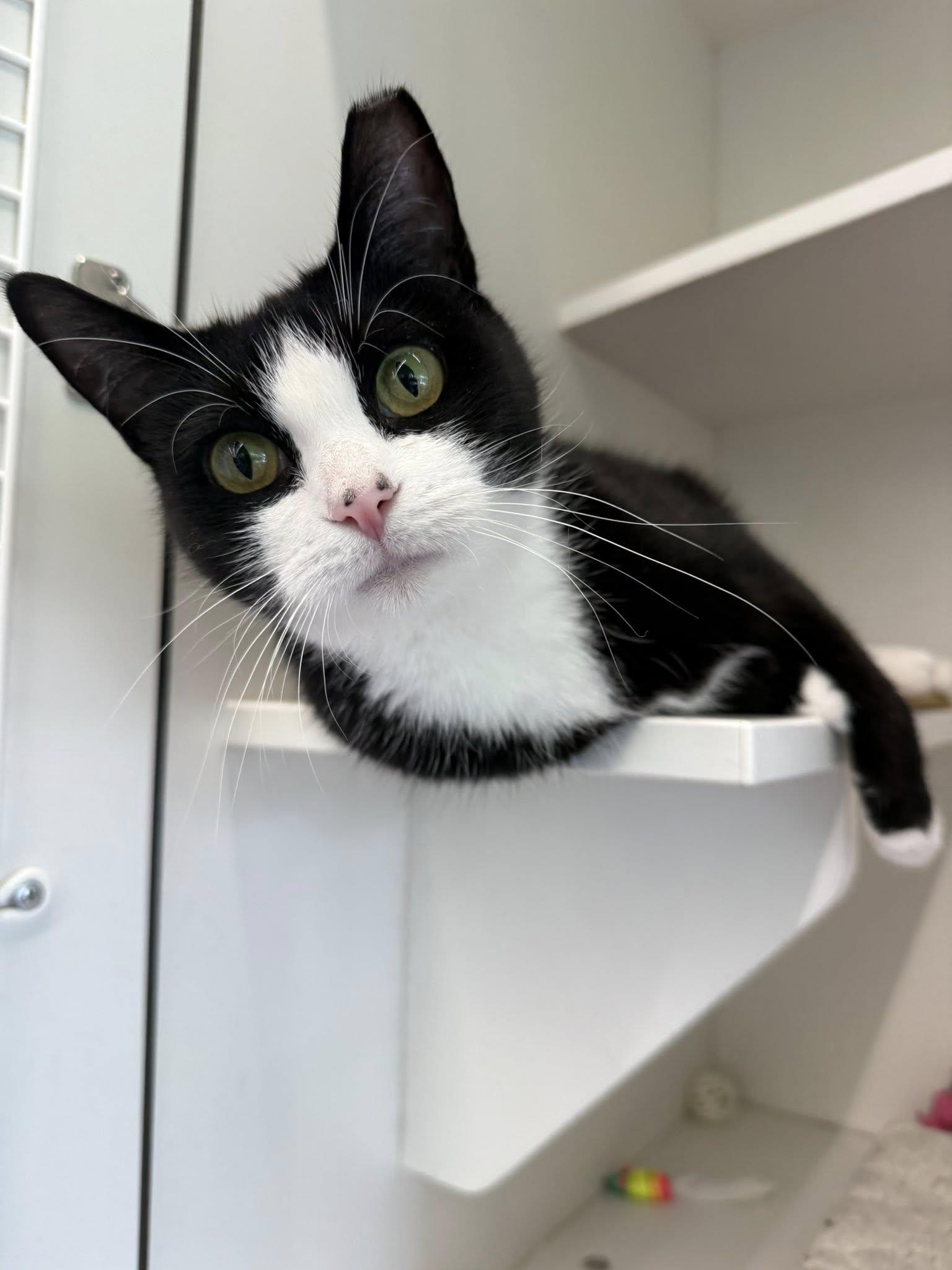 Enlarge Flora, a Adoptable Tuxedo in Cleveland, OH image 5/6