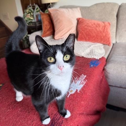 Enlarge Flora, a Adoptable Tuxedo in Cleveland, OH image 2/6