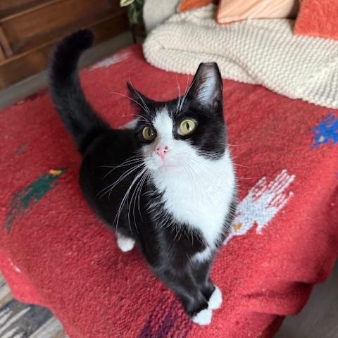 Enlarge Flora, a Adoptable Tuxedo in Cleveland, OH image 1/6