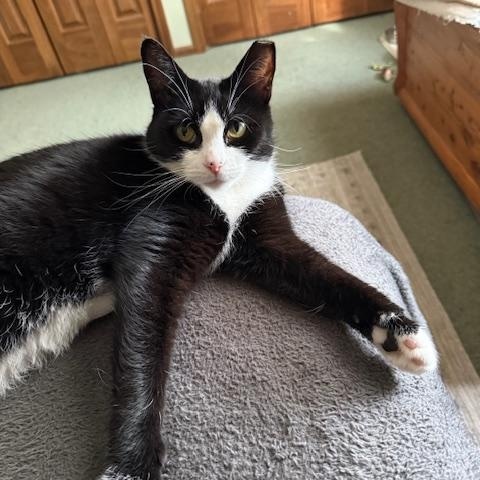 Enlarge Flora, a Adoptable Tuxedo in Cleveland, OH image 4/6