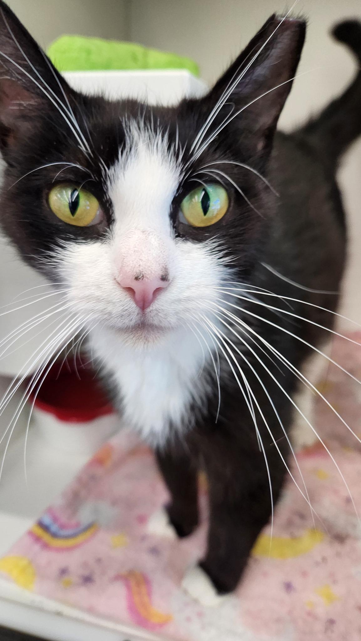 Enlarge Flora, a Adoptable Tuxedo in Cleveland, OH image 6/6