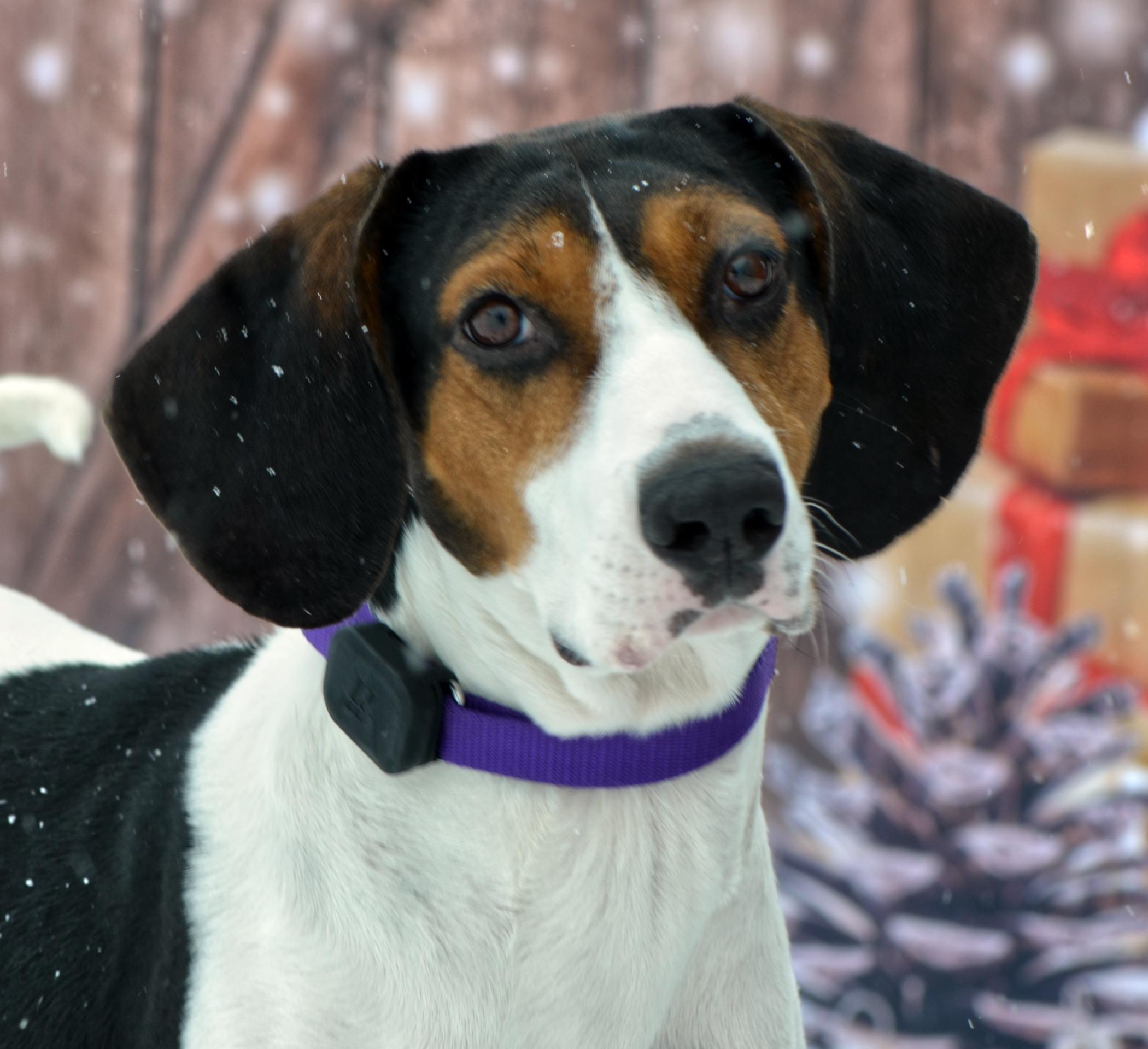 Sadie, a Adoptable Mixed Breed in Hopkinton, MA image 1/6