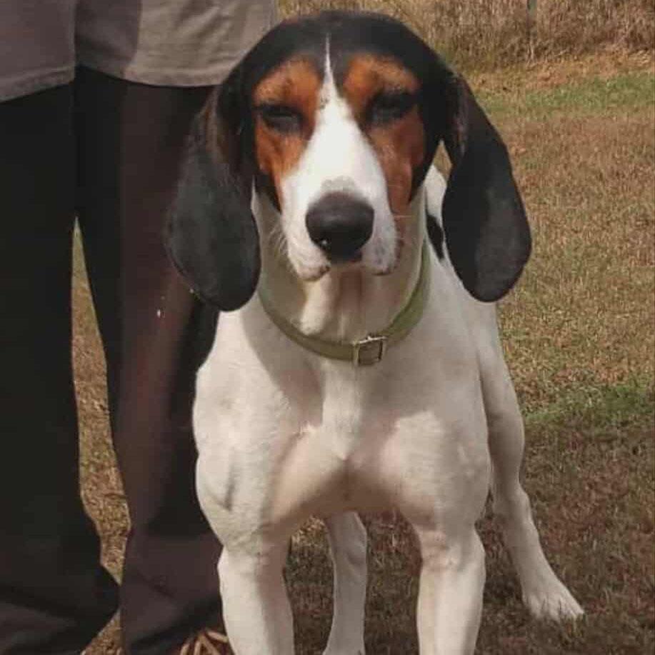 Sadie, a Adoptable Mixed Breed in Hopkinton, MA image 6/6