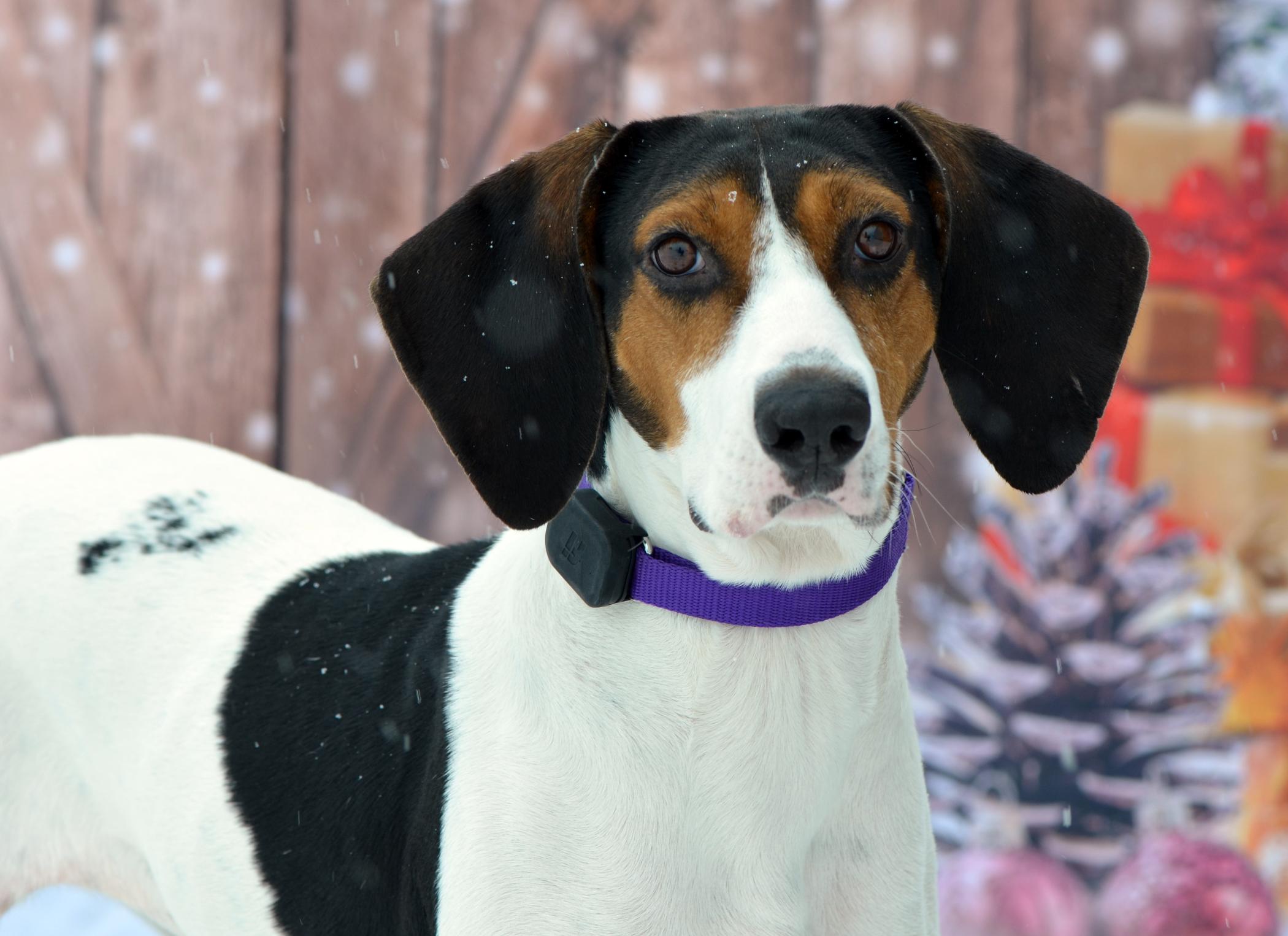 Sadie, a Adoptable Mixed Breed in Hopkinton, MA image 3/6