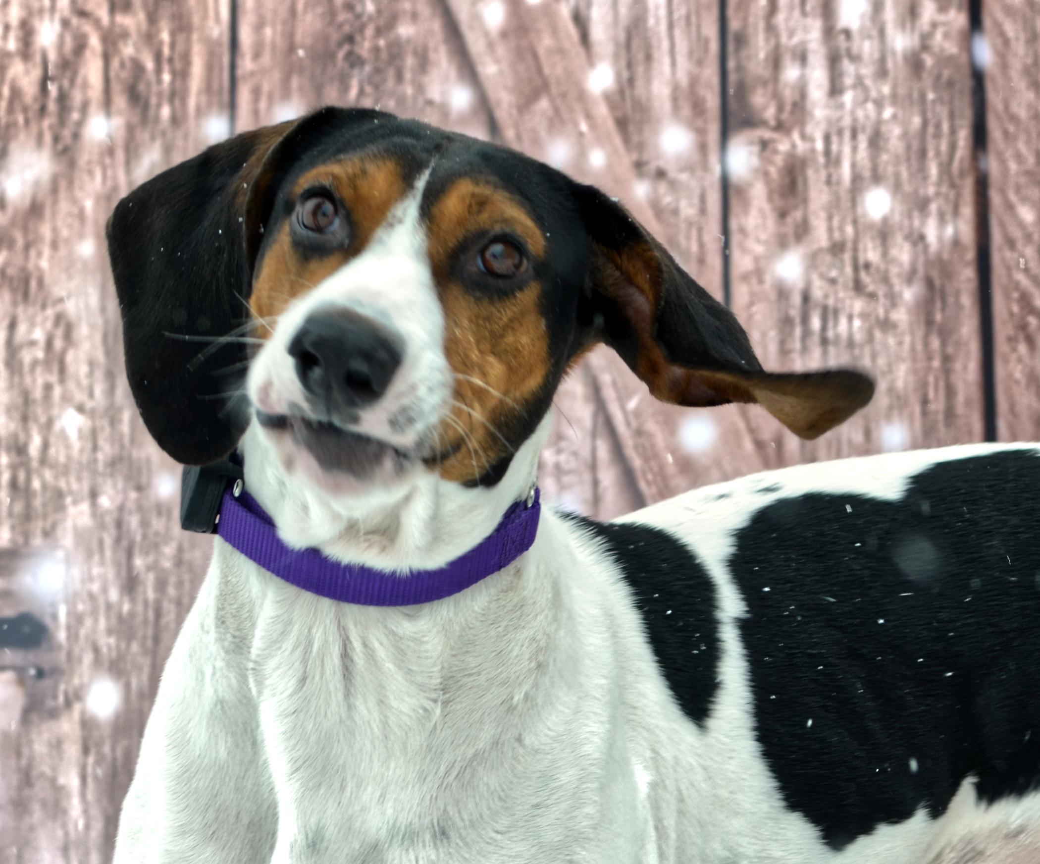 Sadie, a Adoptable Mixed Breed in Hopkinton, MA image 4/6