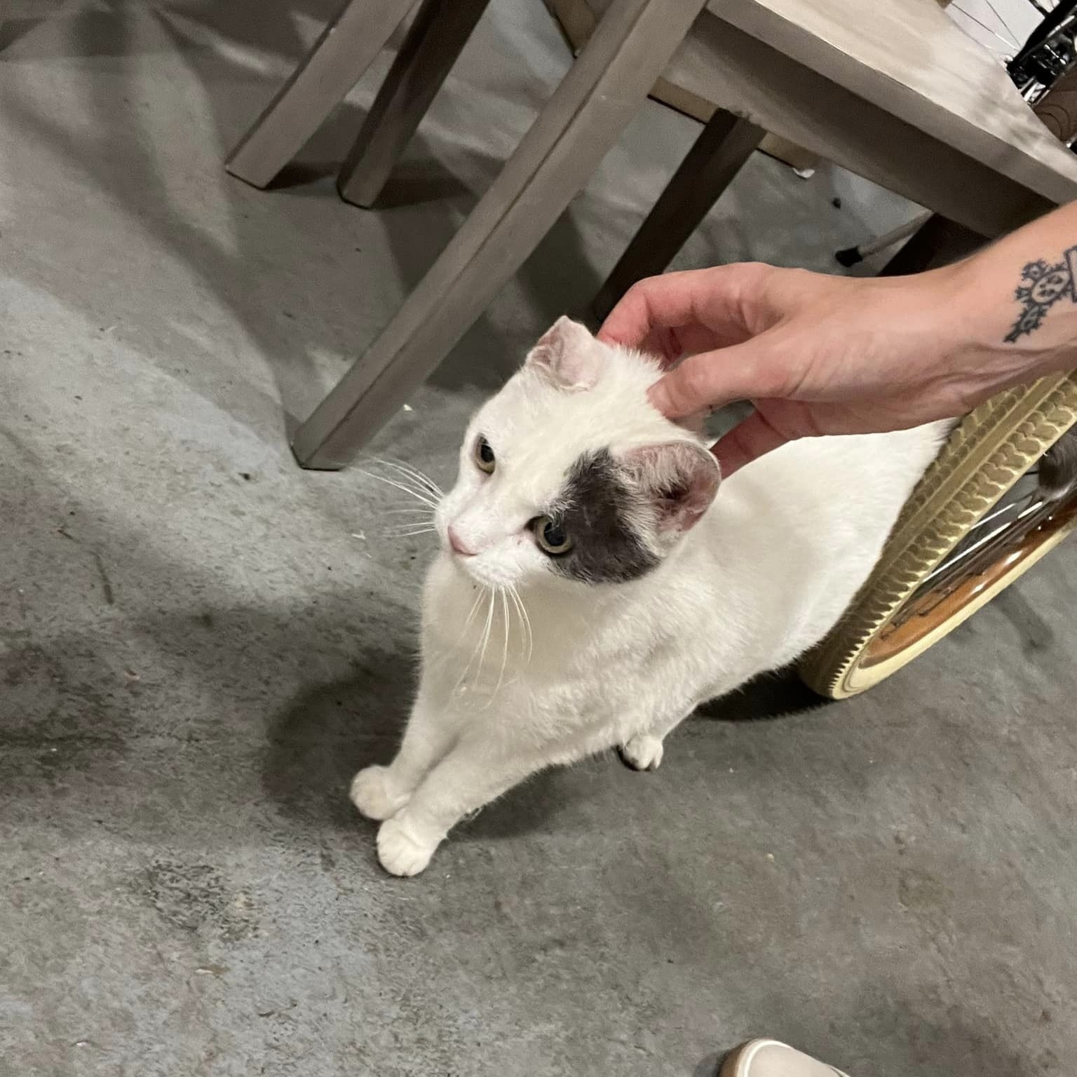 Basura, a Adopted Domestic Short Hair in Farmingdale, NJ image 4/6